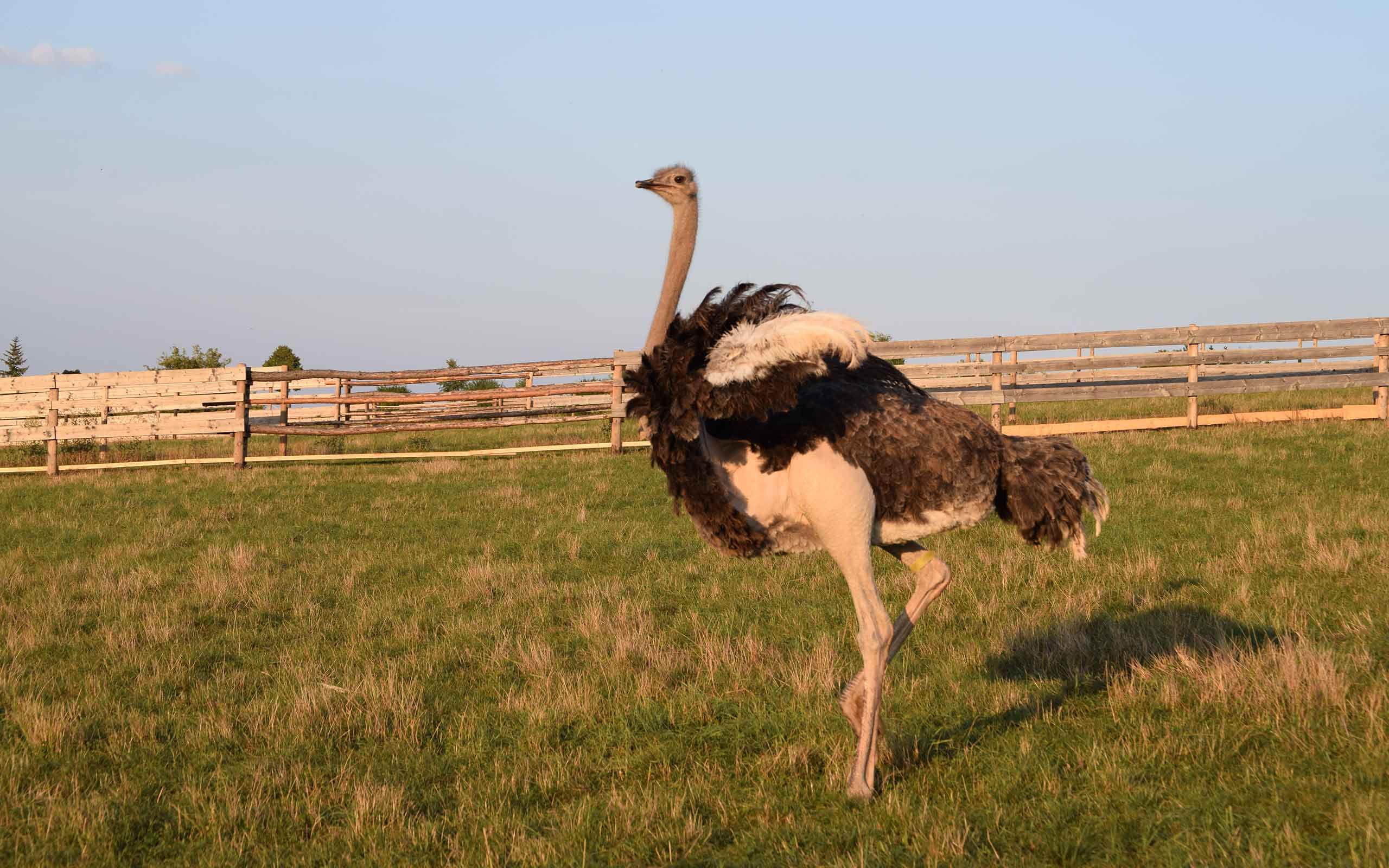 Vogel Strauß auf dem Straußenhof Kleinhettstedt