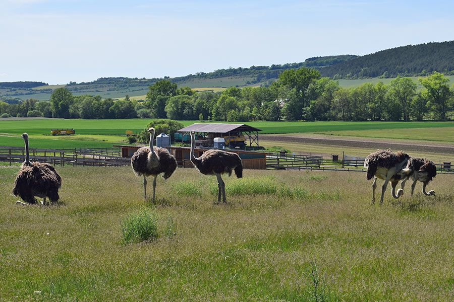 Straussenhof Kleinhettstedt auf der Weide