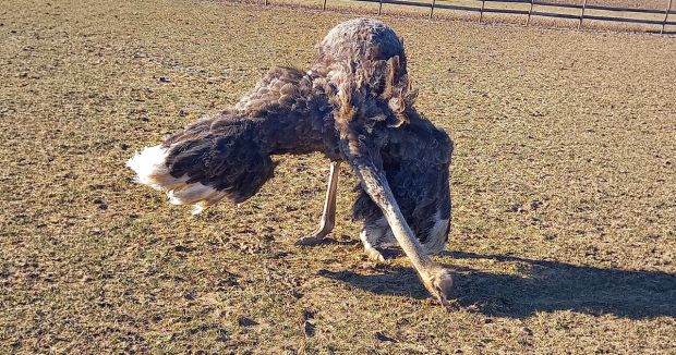 Der Frühling ist da