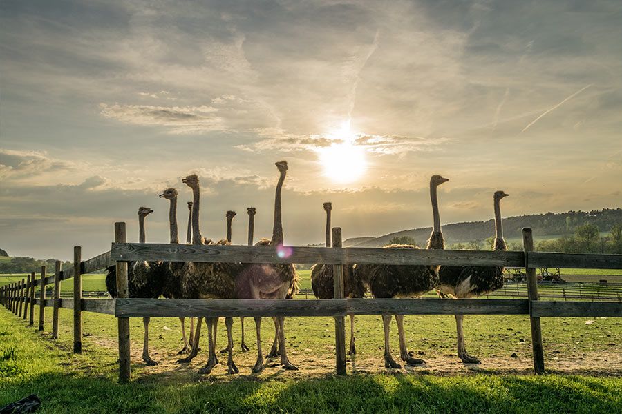 Straussenhof Kleinhettstedt Sonnenuntergang