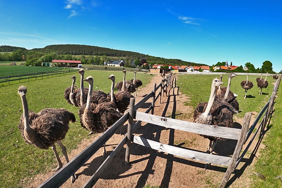 Straussenhof Kleinhettstedt im Gehege