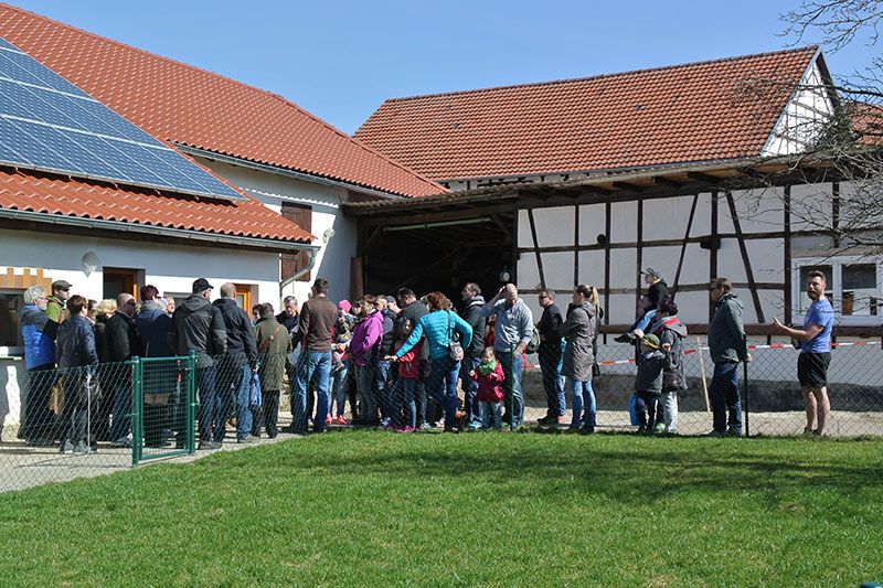 Straussenhof Kleinhettstedt Naturbrut Küken