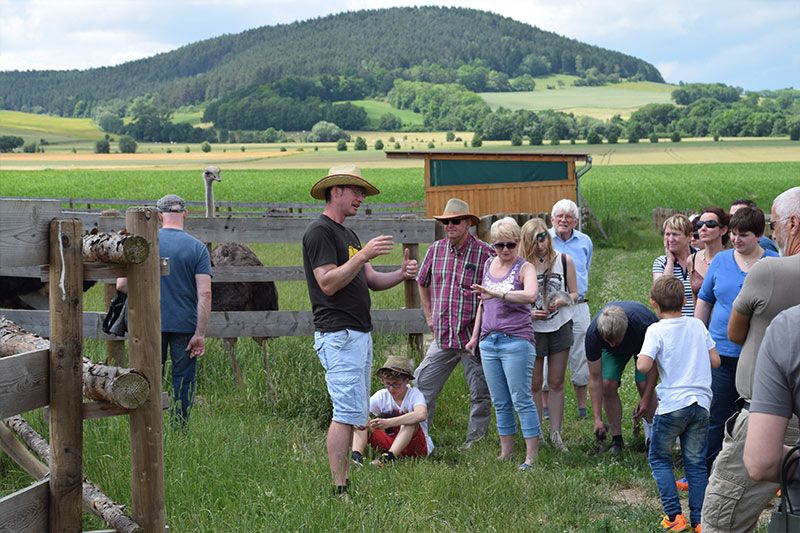 Straussenhof Kleinhettstedt Naturbrut Küken